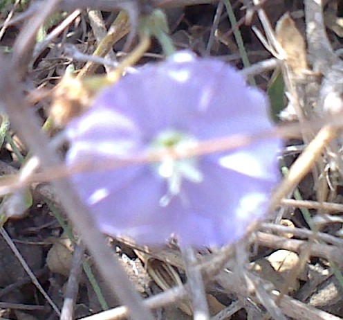 Little Glory, Shankhpushpi lfower inside Asola Bhati Wildlife Sanctuary, Delhi