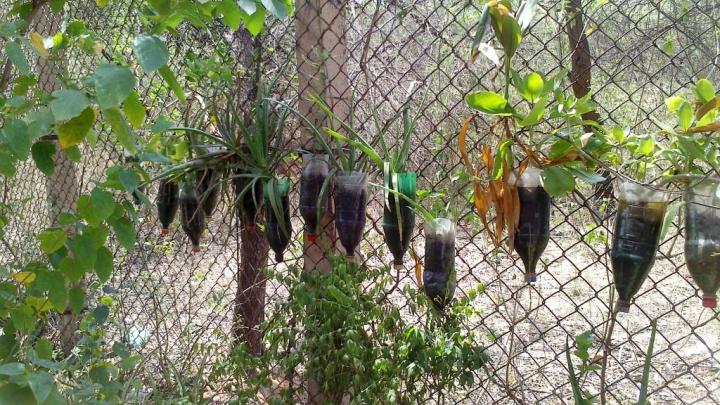 Recycling bottles to make a garden, Asola Bhatti Wildlife Sanctuary, Delhi