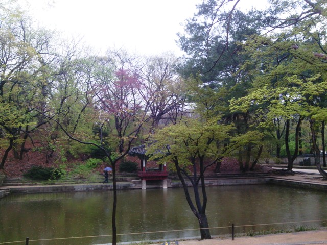 Cherry blossoms at the secret garden, Changdeokgung Palace, Seoul, South Korea
