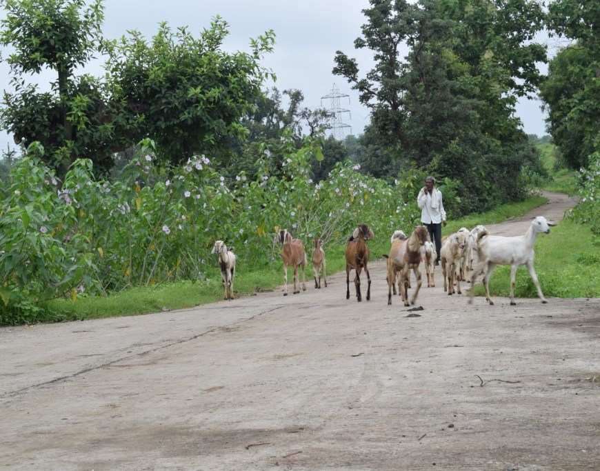 Walk around Kohka village, near Pench National Park, Madhya Pradesh, India