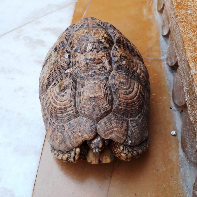 The turtle enjoys the sunshine, Courtyard, Suryagarh, Jaisalmer, Rajasthan, India