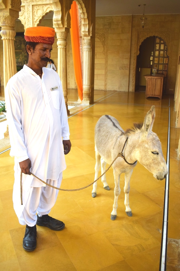 The donkey is kept under surveillance, Courtyard, Suryagarh, Jaisalmer, Rajasthan, India