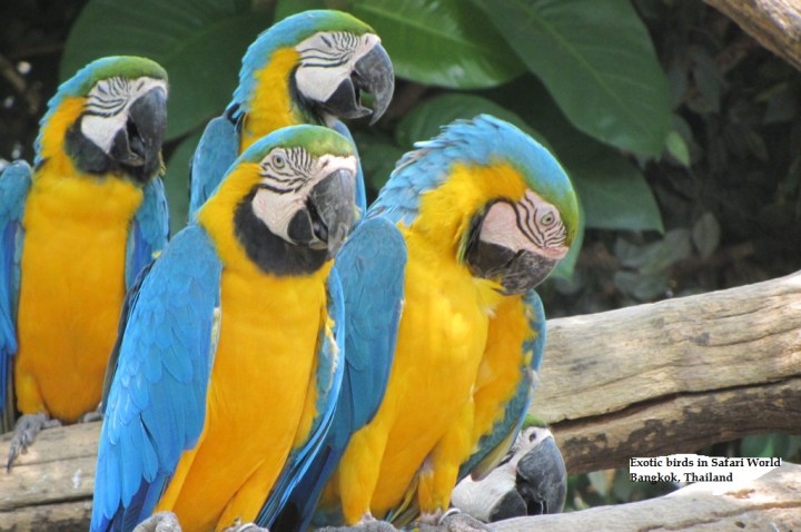 Exotic Birds in Safari World, Bangkok, Thailand