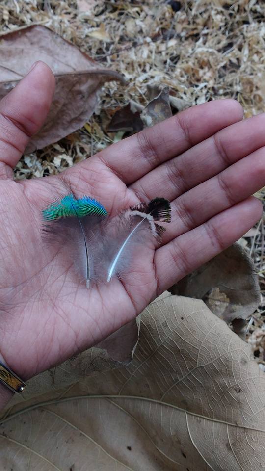 Treasures from the forest, Tiger Census 2018, Pench Tiger Reserve, Madhya Pradesh, India