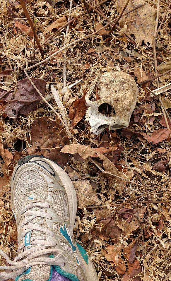 Langur skull, Tiger Census 2018, Pench Tiger Reserve, Madhya Pradesh, India