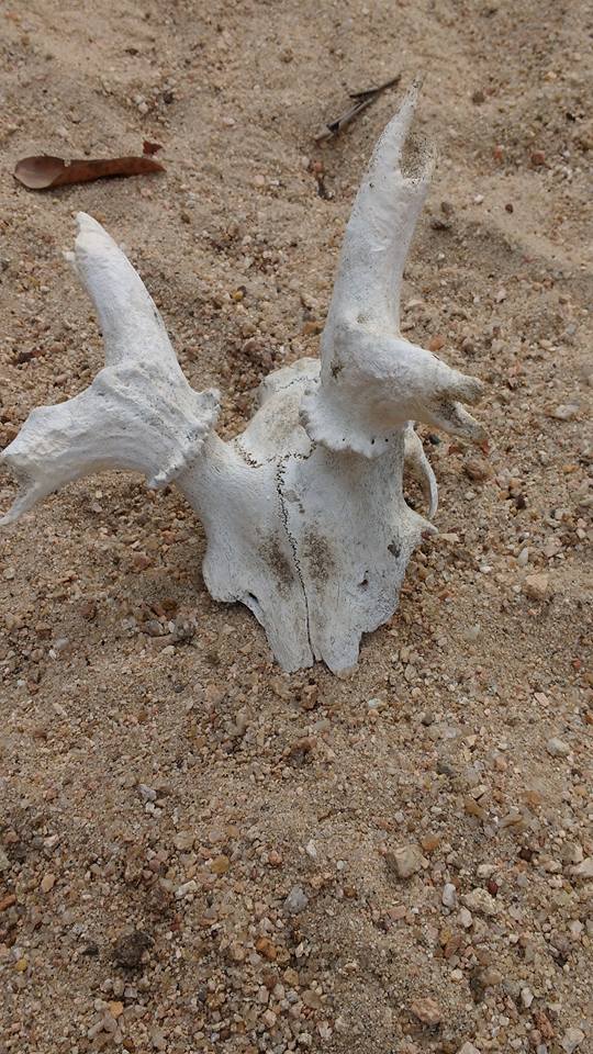 Skull of spotted deer, Tiger Census 2018, Pench Tiger Reserve, Madhya Pradesh, India