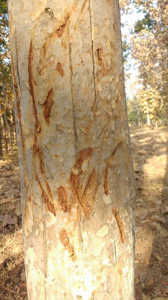 Tiger nail scratches on the tree, Tiger Census 2018, Pench Tiger Reserve, Madhya Pradesh, India
