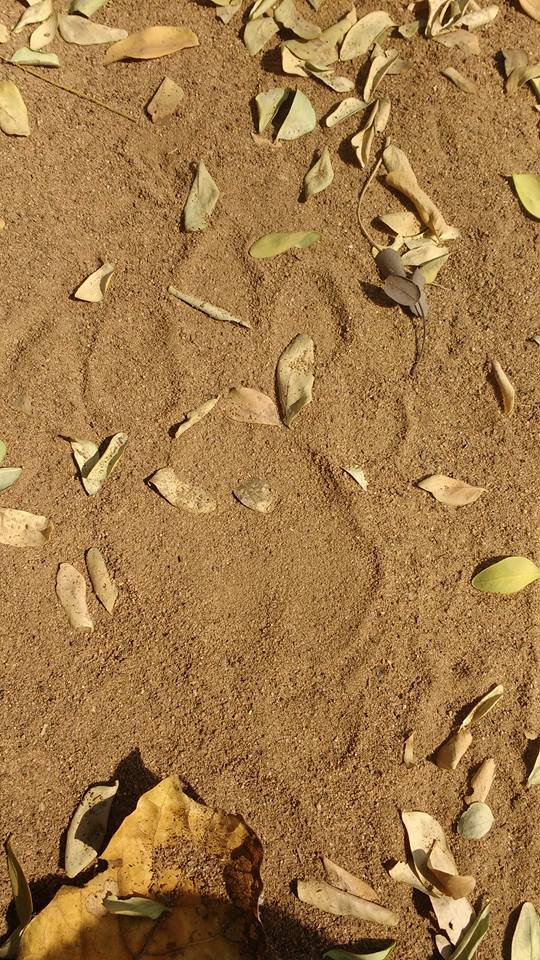 Pugmarks of a tigress, Tiger Census 2018, Pench Tiger Reserve, Madhya Pradesh, India