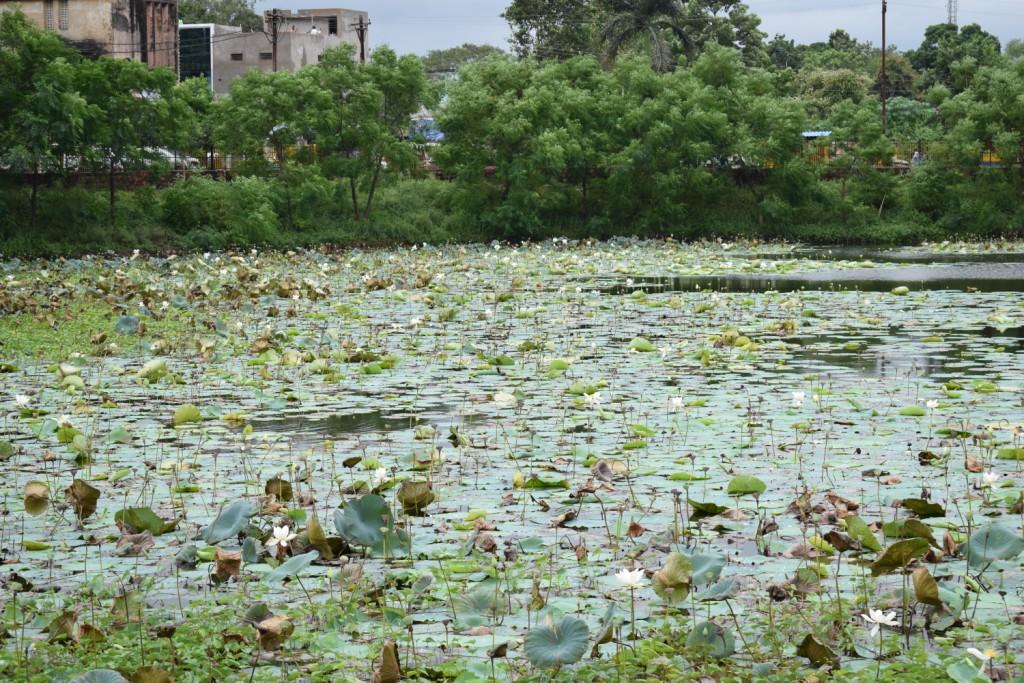 White lotus in Jaisingh Talab, Ispat Steel Park, Raigarh, Chhattisgarh, India