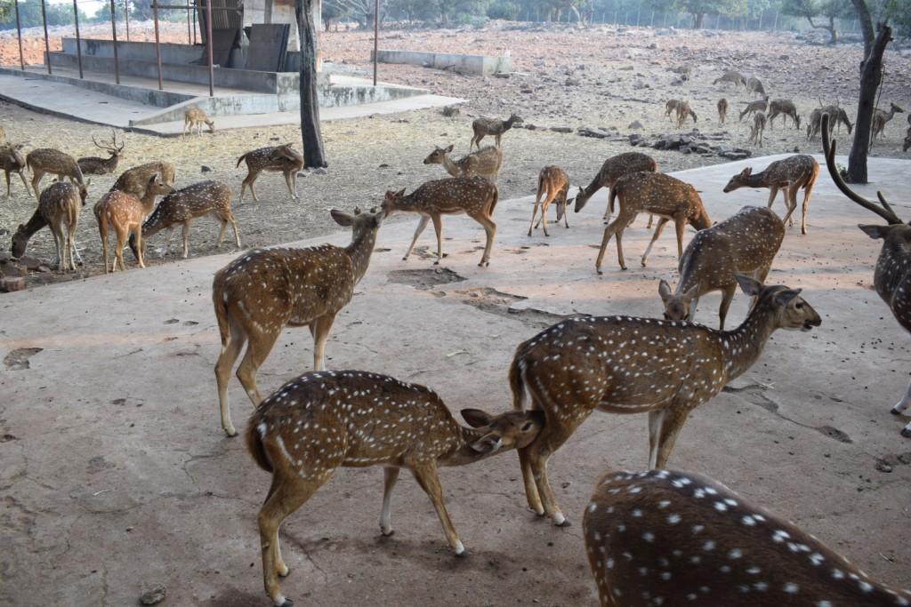 Deer Park, Tirupati Tirumala Devasthanam, Andhra Pradesh, India