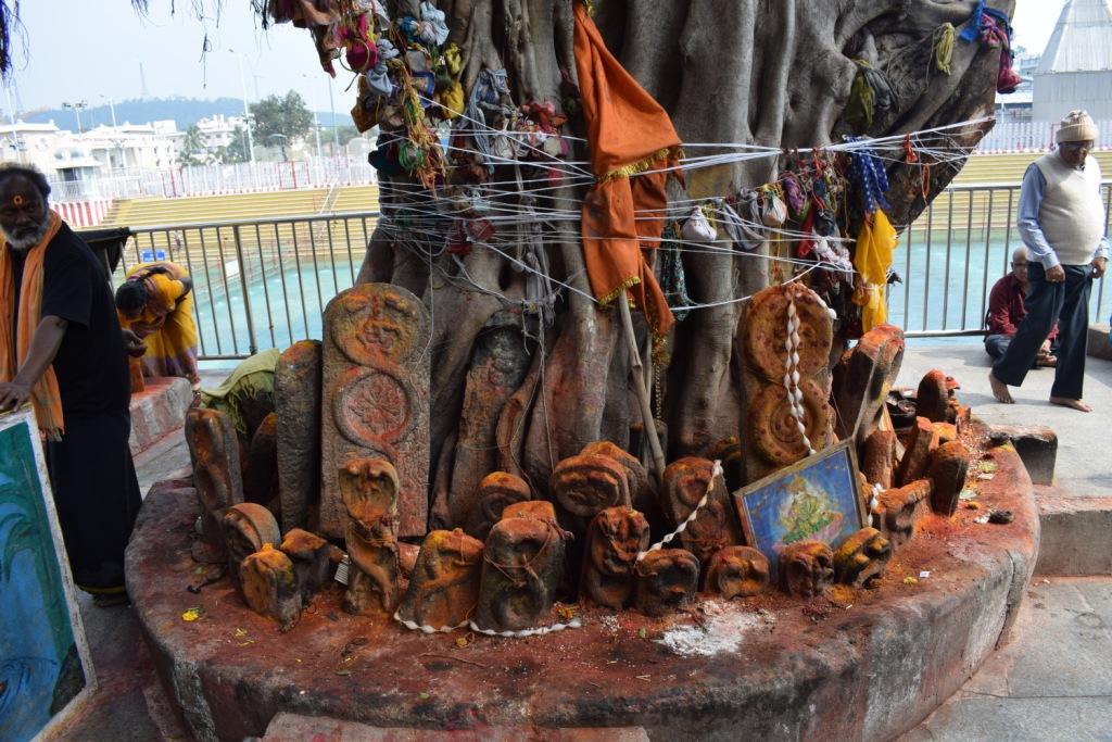 Snake idols under a tree near the tank, Tirupati Tirumala Devasthanam, Andhra Pradesh, India