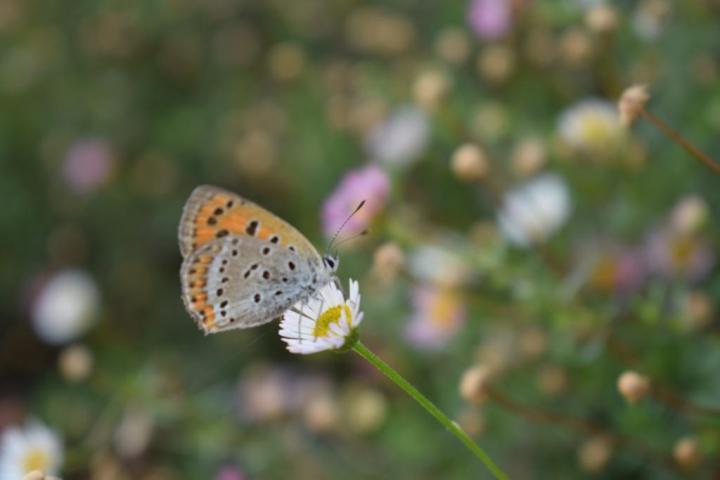 Nature, butterflies and flowers at Kanatal, Uttarakhand, India