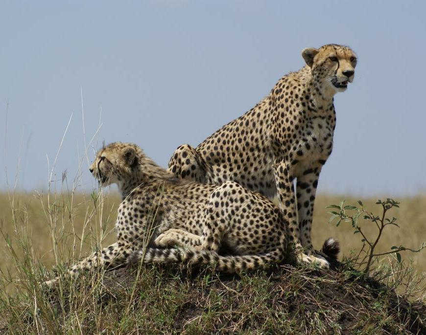 Cheetahs in the Maasai Mara, Kenya. Photographer: Victoria Tait
