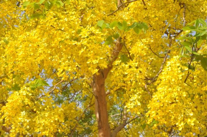 Amaltash, native to Aravallis, Delhi