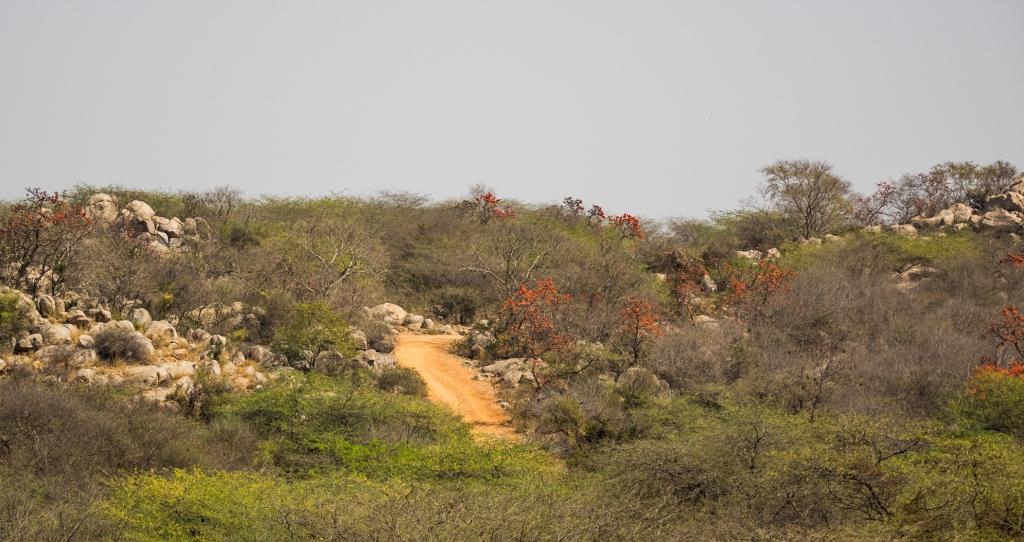 Vilayati Keekar Asola Bhatti Wildlife Sanctuary, Delhi, India