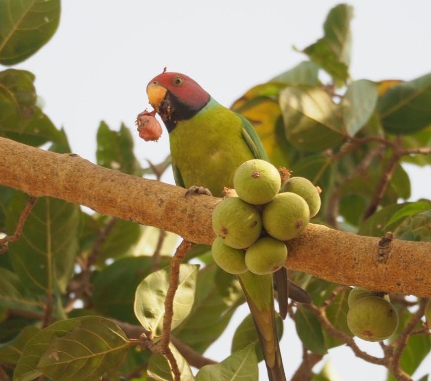 Plum-headed Parakeet eating fruit, Delhi, India