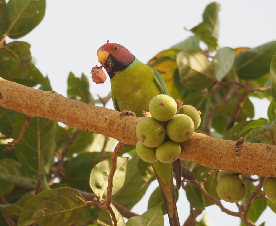 Plum-headed Parakeet eating fruit, Delhi, India