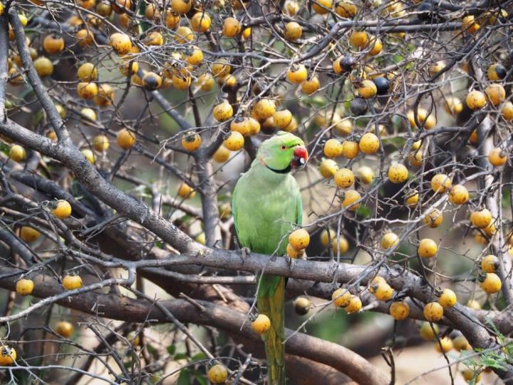 Rose-ringed Parakeet eating Bistendu fruits, Delhi, India