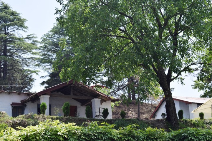 Where saplings grow at Vinayak, Naina Devi Himalayan Bird Conservation Reserve , Uttarakhand, India
