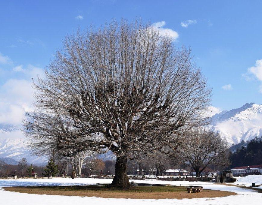 Majestic chinars, The LaLit Grand Palace, Srinagar, Kashmir, India