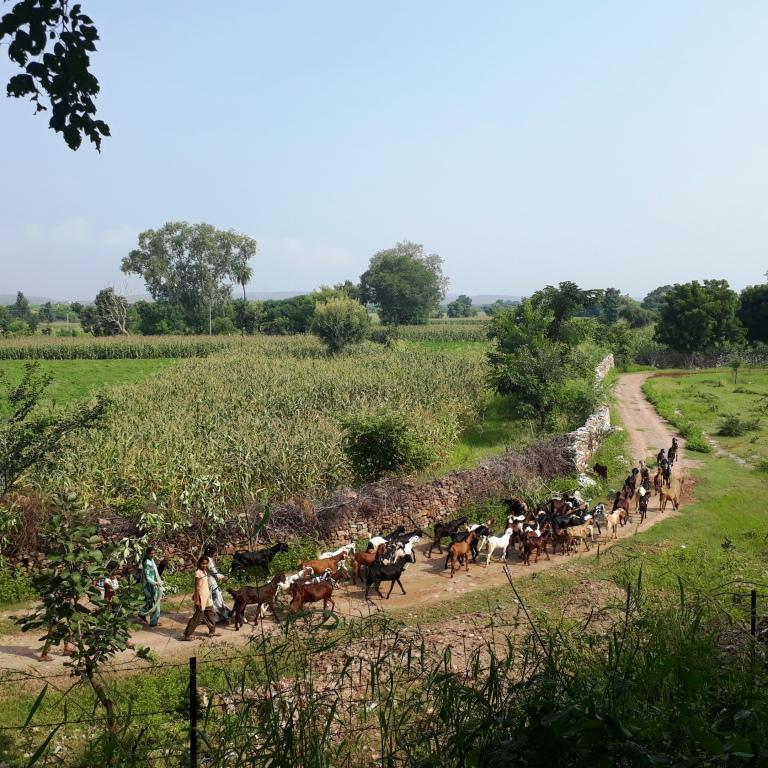 Rural Rajasthan