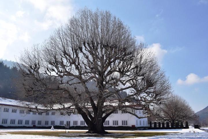chinar tree in the premises, under which Mahatma Gandhi and Maharaja Hari Singh discussed the future of Kashmir in June 1947.