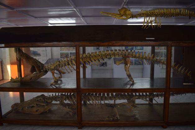 Crocodile Skeleton, Bhitarkanika National Park, Odisha