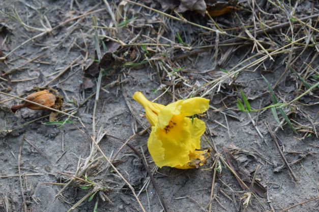 flowers on earth, forest bathing, rose garden, noida