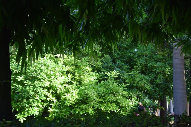 Forest Bathing, Rose Garden, Noida