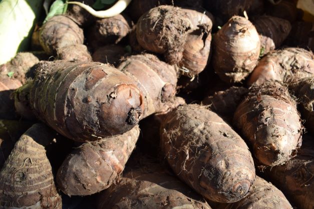 Large colocasia in the Himalayas