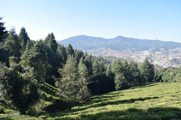 The tea garden in Champawat, Uttarakhand, is run by the Uttarakhand Tea Board
