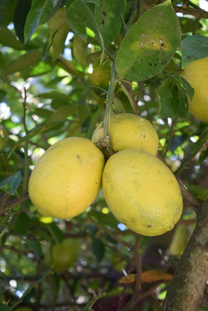 Trees laden with lemons, Champawat, Uttarakhand