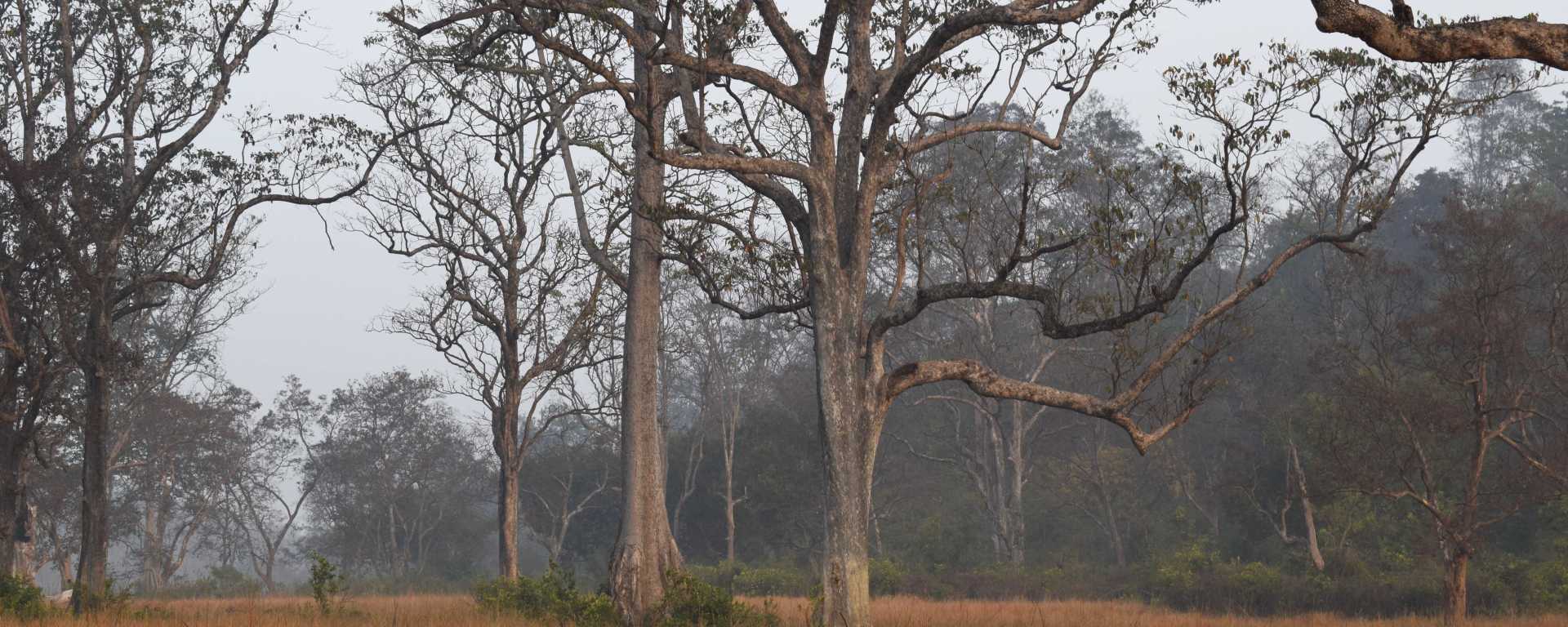 Deers at Jim Corbett National Park, Uttarakhand, India