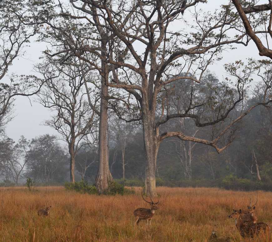 Deers at Jim Corbett National Park, Uttarakhand, India
