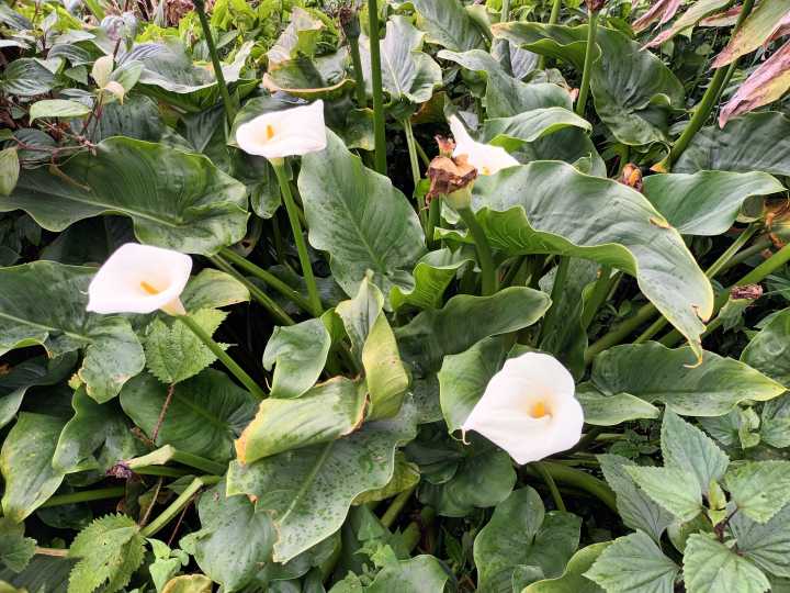 Many species of flowers, Sikkim