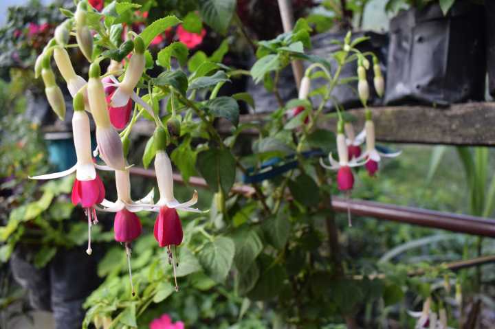 Many species of flowers, Sikkim