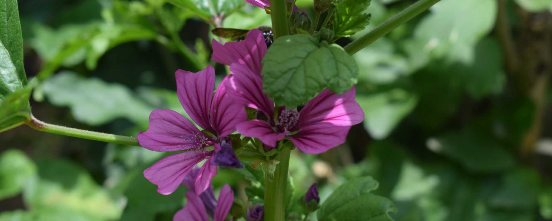 Himalayan plants, Sikkim