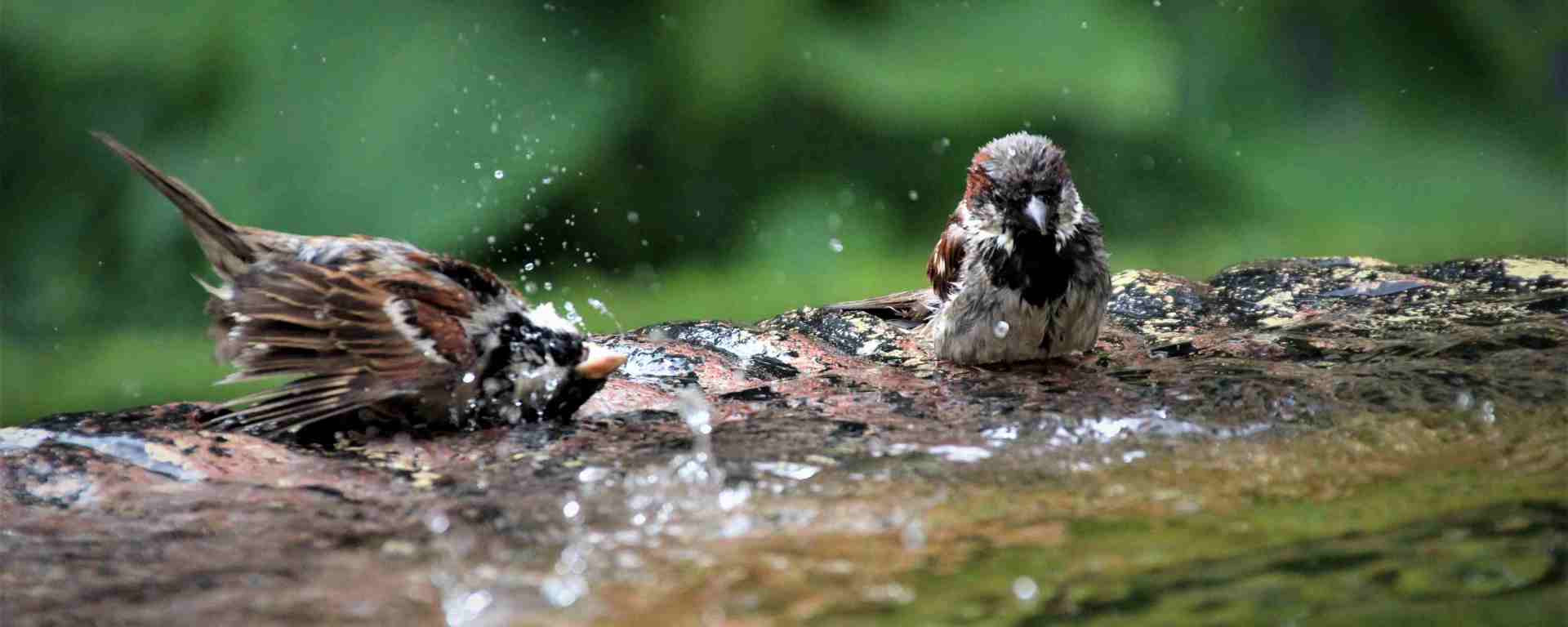 Sparrows enjoy water bath, Photo by Sergio Otoya on Unsplash