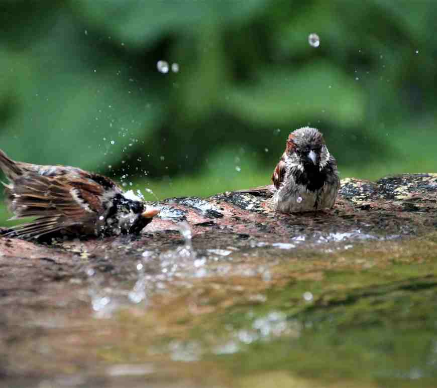 Sparrows enjoy water bath, Photo by Sergio Otoya on Unsplash