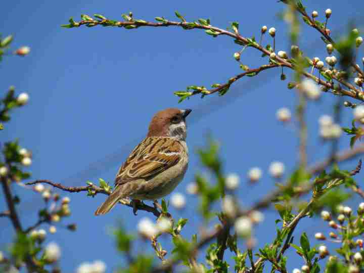 Sparrow in spring, photo by Anastasiya Romanova on Unsplash