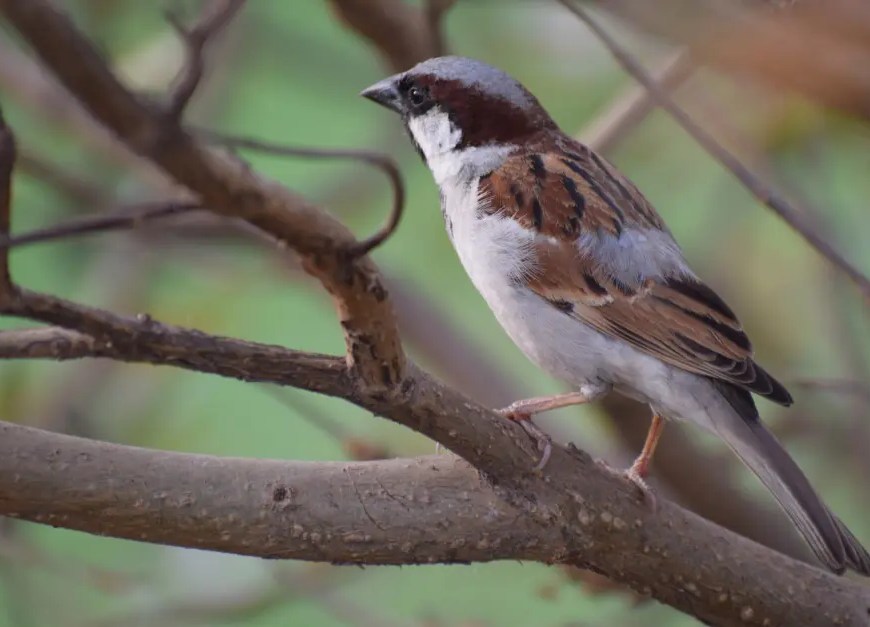 The house sparrow, now a rare sight in cities of India. Photo by Ambica Gulati, Noida Biodiversity Park