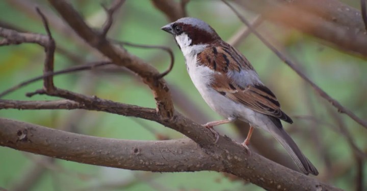 The house sparrow, now a rare sight in cities of India. Photo by Ambica Gulati, Noida Biodiversity Park