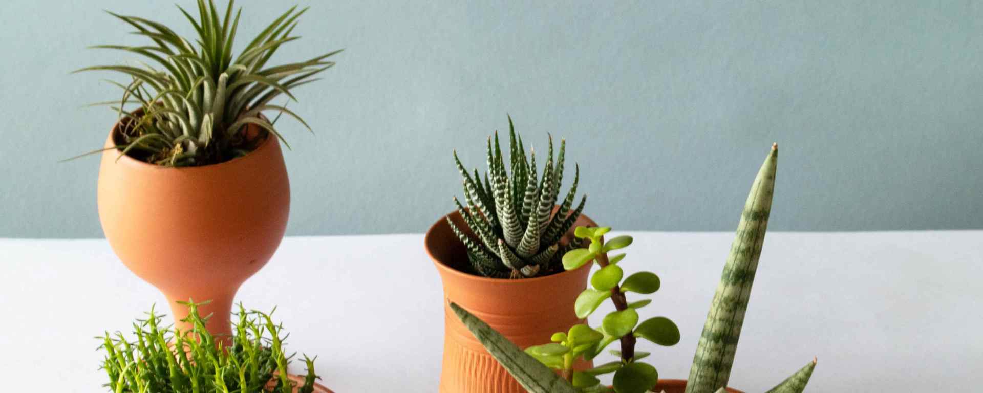 Photo by Art and Soil Bangalore on Unsplash