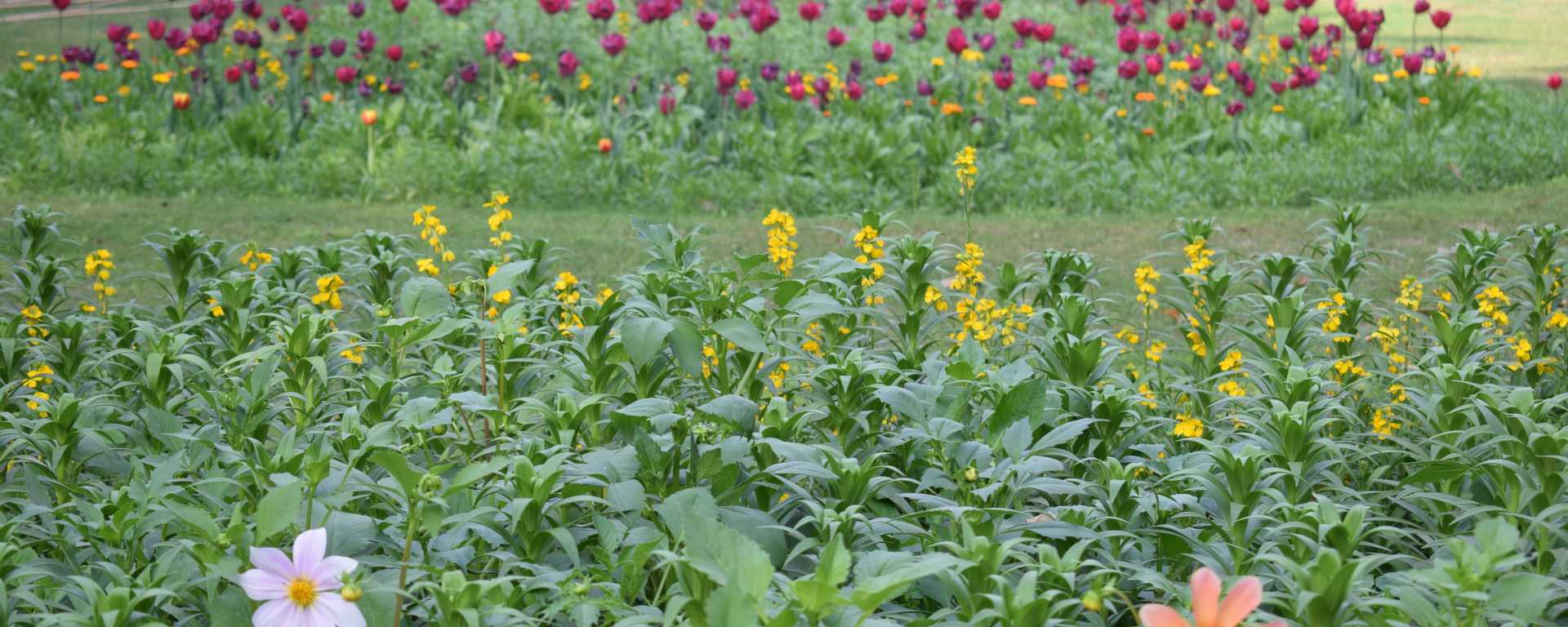 Green belt in INA, New Delhi, India