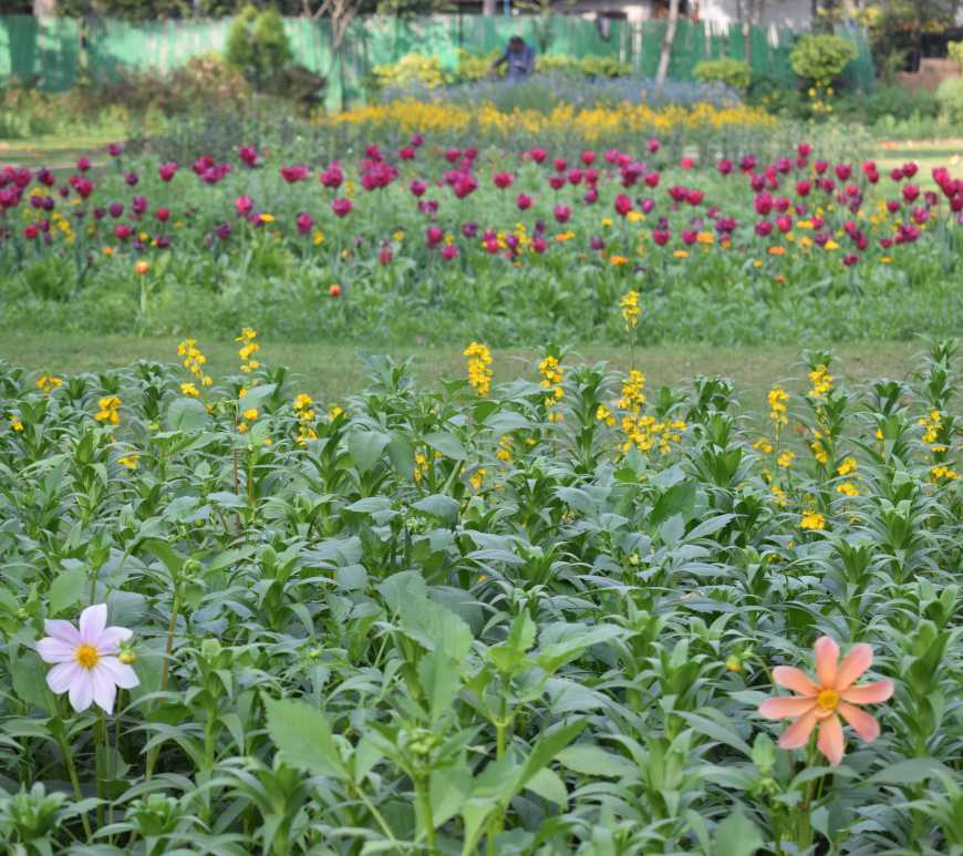 Green belt in INA, New Delhi, India