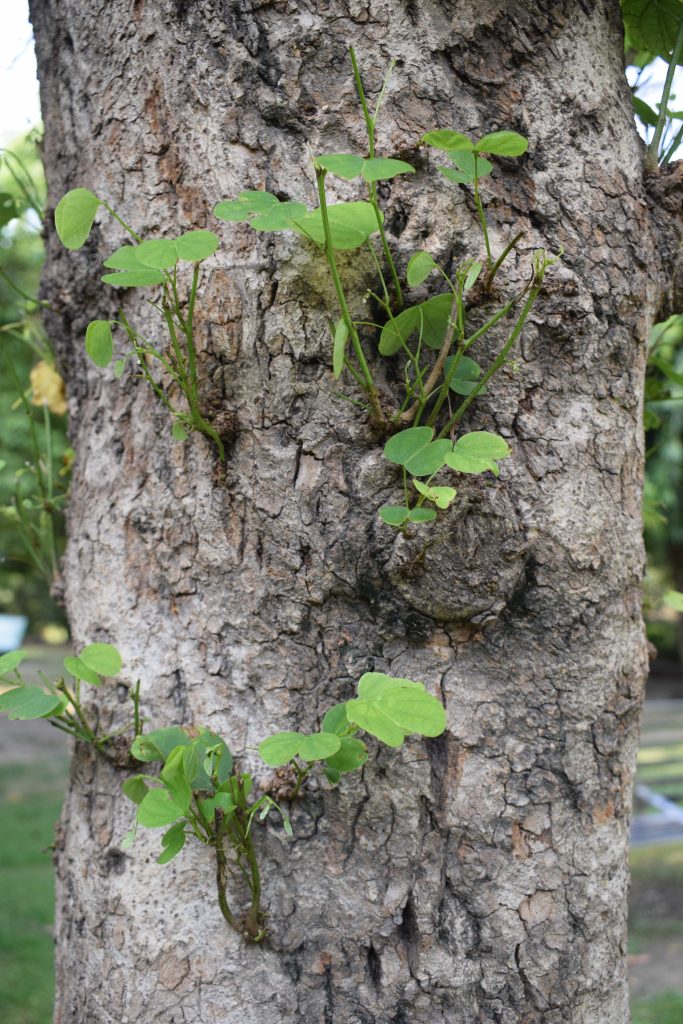 Rose Garden, Sector 15A, Noida, Uttar Pradesh, India