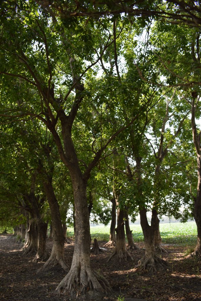 Surajpur Bird Sanctuary, Greater Noida, Uttar Pradesh, India