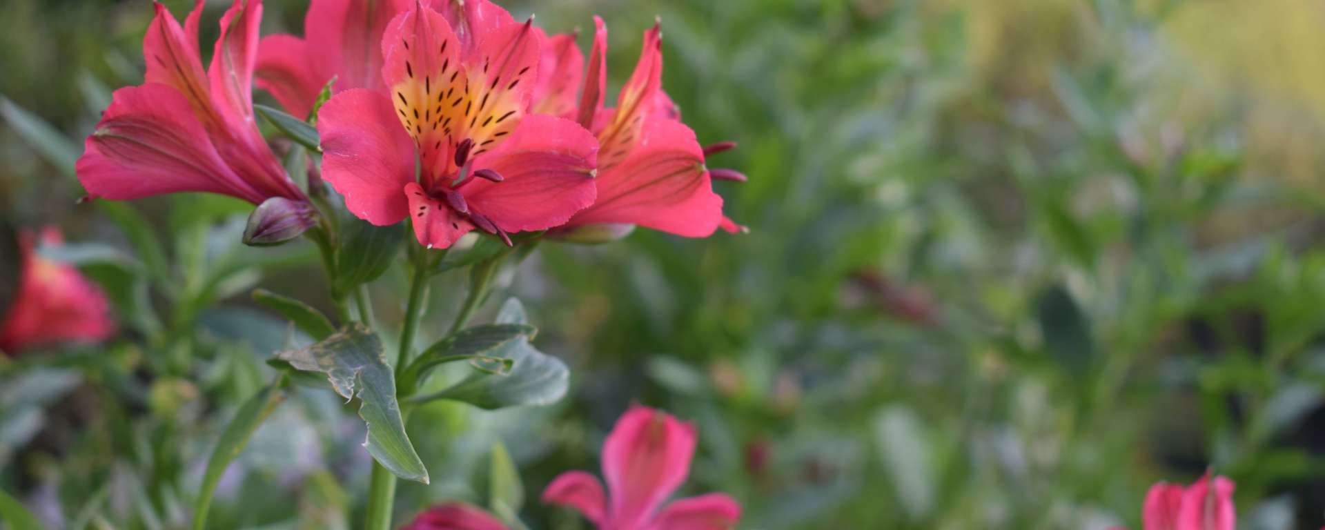 Alstroemeria aurea, commonly called Peruvian lily,Naldehra, Himachal Pradesh, India