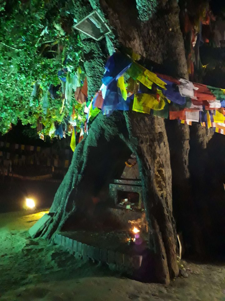 Bodhi Tree, Lumbini, Nepal
