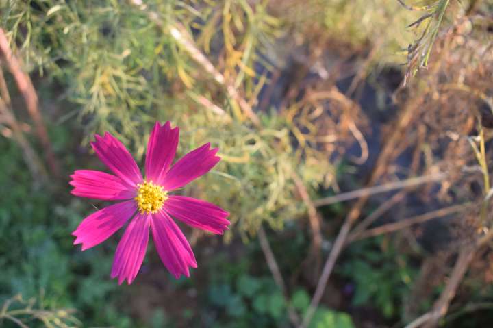 Cosmos bipinnatus, commonly called the garden cosmos or Mexican aster, India